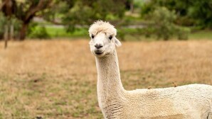 A llama in a grassy field with trees in the background. - Brumbys Run by Tiny Away (Warragul South)