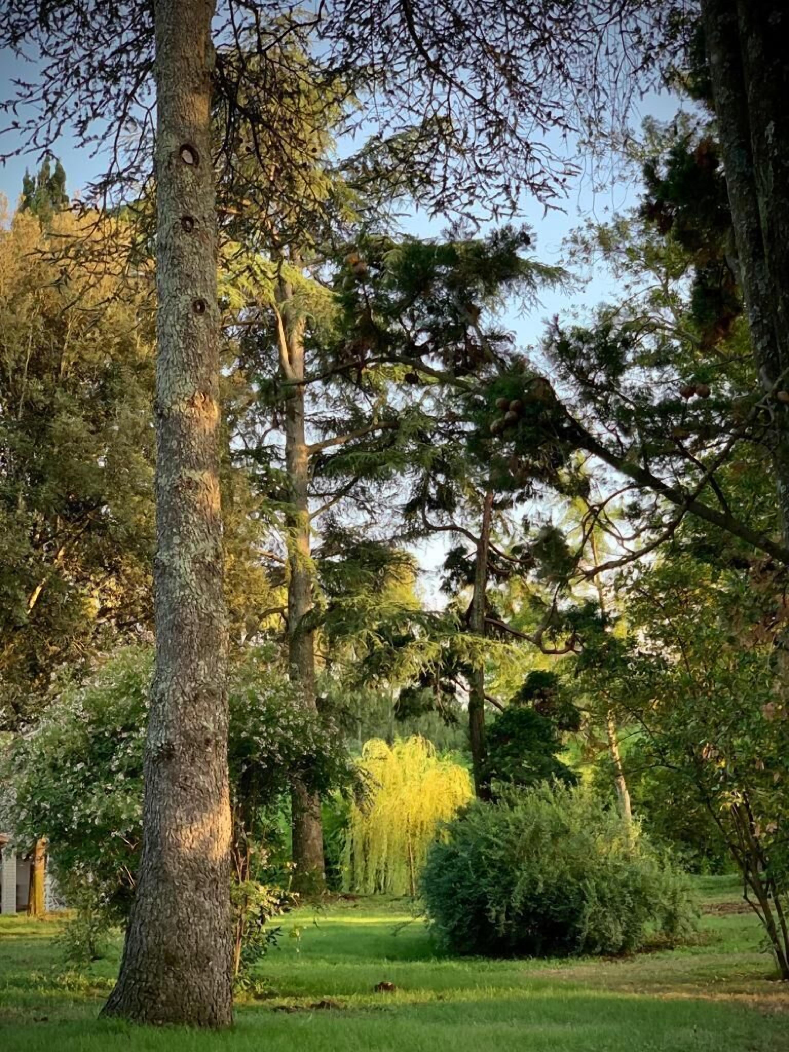 A forested area with tall trees and a grassy path.