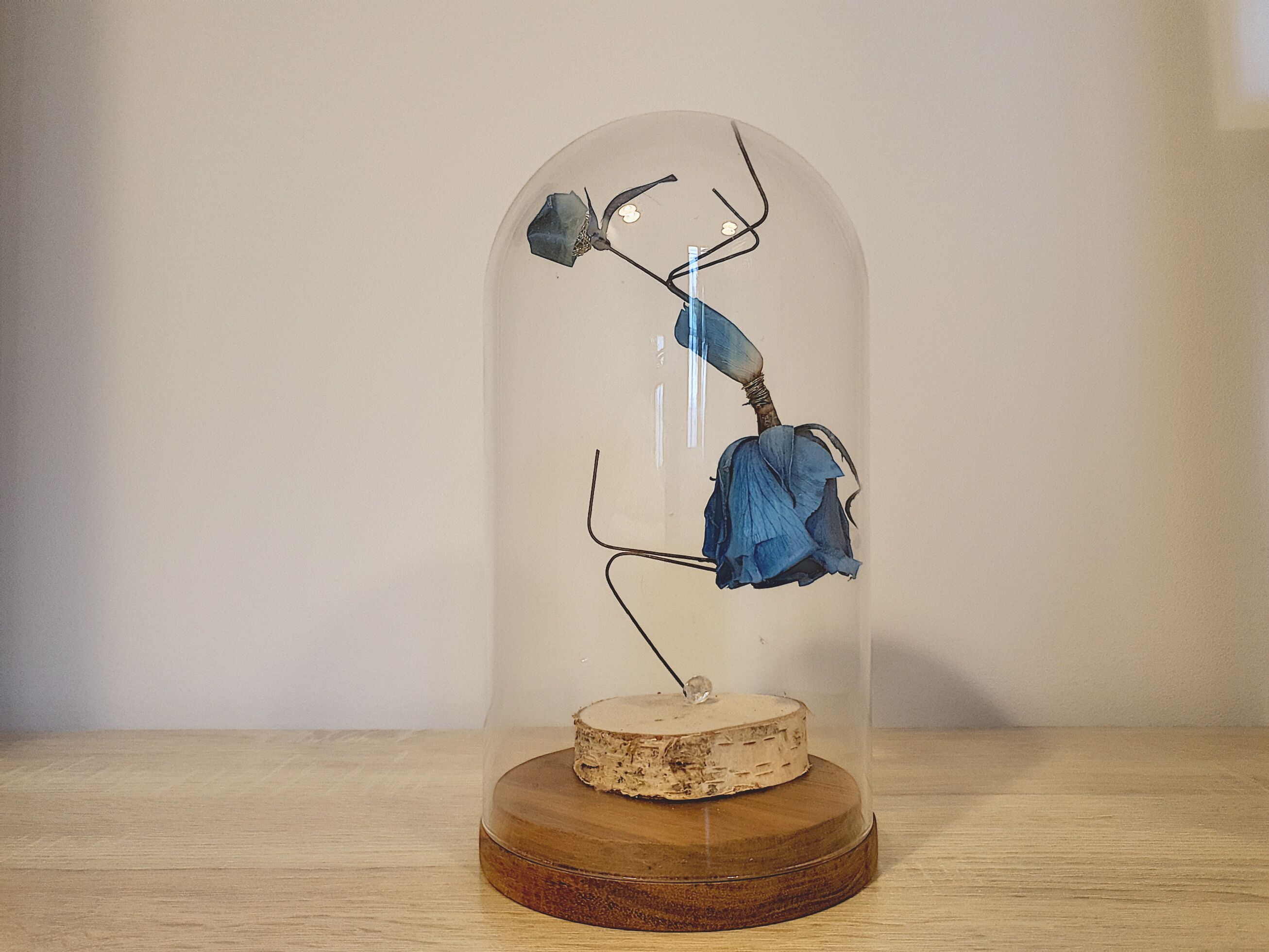 Une vitrine contenant une maquette d’un insecte bleu, posée sur un socle en bois.