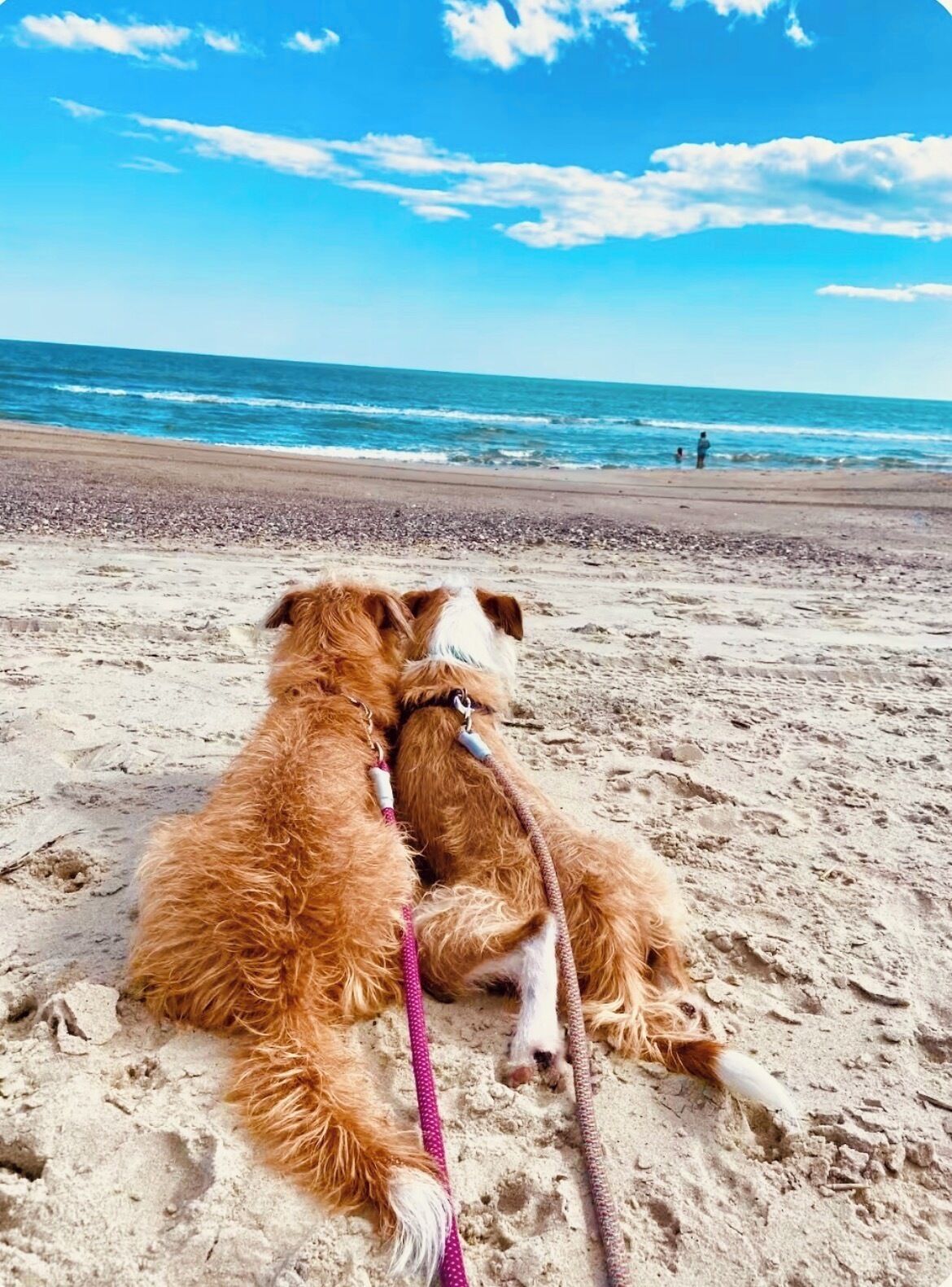 Playa en los alrededores, camastros y toallas de playa 