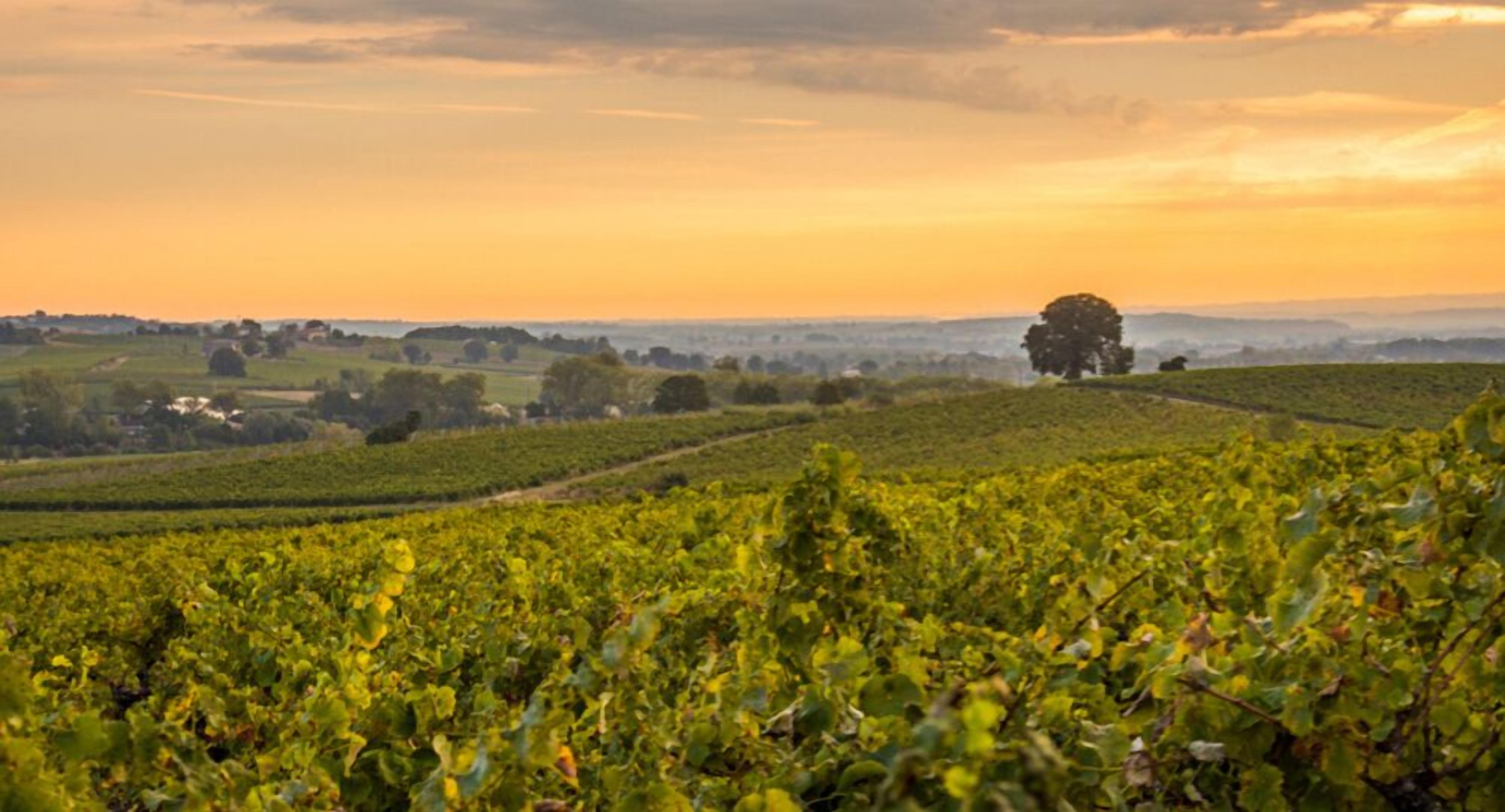 Un vignoble où s’étendent à perte de vue des rangées de vignes, sous un ciel embrasé par le coucher du soleil.