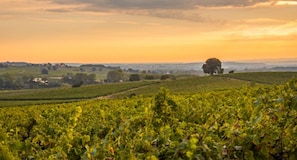 Ein Weinberg mit Reihen von Weinreben, die sich bis in die Ferne erstrecken, unter einem Abendhimmel.
