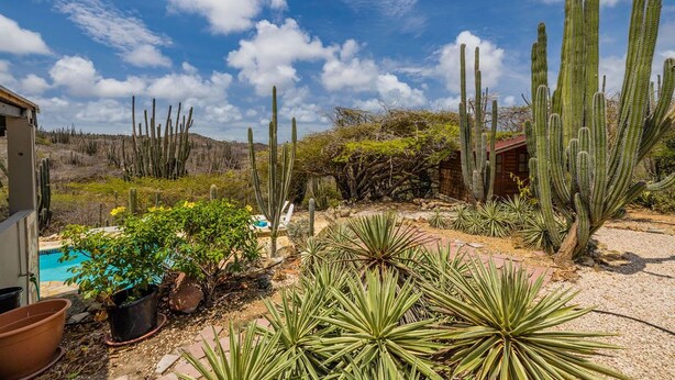 Un jardin où l’on trouve différentes espèces de cactus et de plantes succulentes, une piscine et un bâtiment doté d’un toit rouge.
