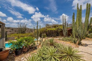 Een tuin met diverse vetplanten en cactussen, een zwembad en een gebouw met een rood dak.