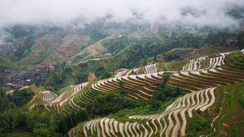 Terraced fields on a hillside.
