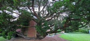 A large tree with a brick building partially obscured by its branches.