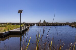 A wooden pier extending into a calm body of water with reeds in the foreground.