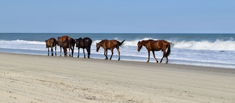 Sprawling Waterfront Estate on The Outer Banks of North Carolina. Sleeps 12