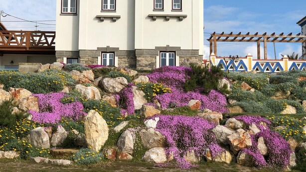 A two-story building with a white facade and red-tiled roof, situated on a hillside with a garden of purple flowers and rocks. - Apartment with sea view - Azenhas do mar (NEW) (Colares)