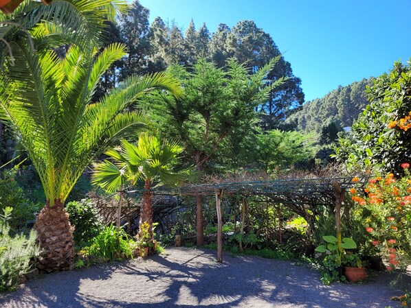 Property grounds - Finca Llano de la cebolla (Icod de los Vinos)