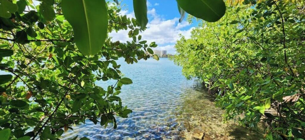 Une étendue d'eau naturelle entourée d'un feuillage verdoyant et dense.