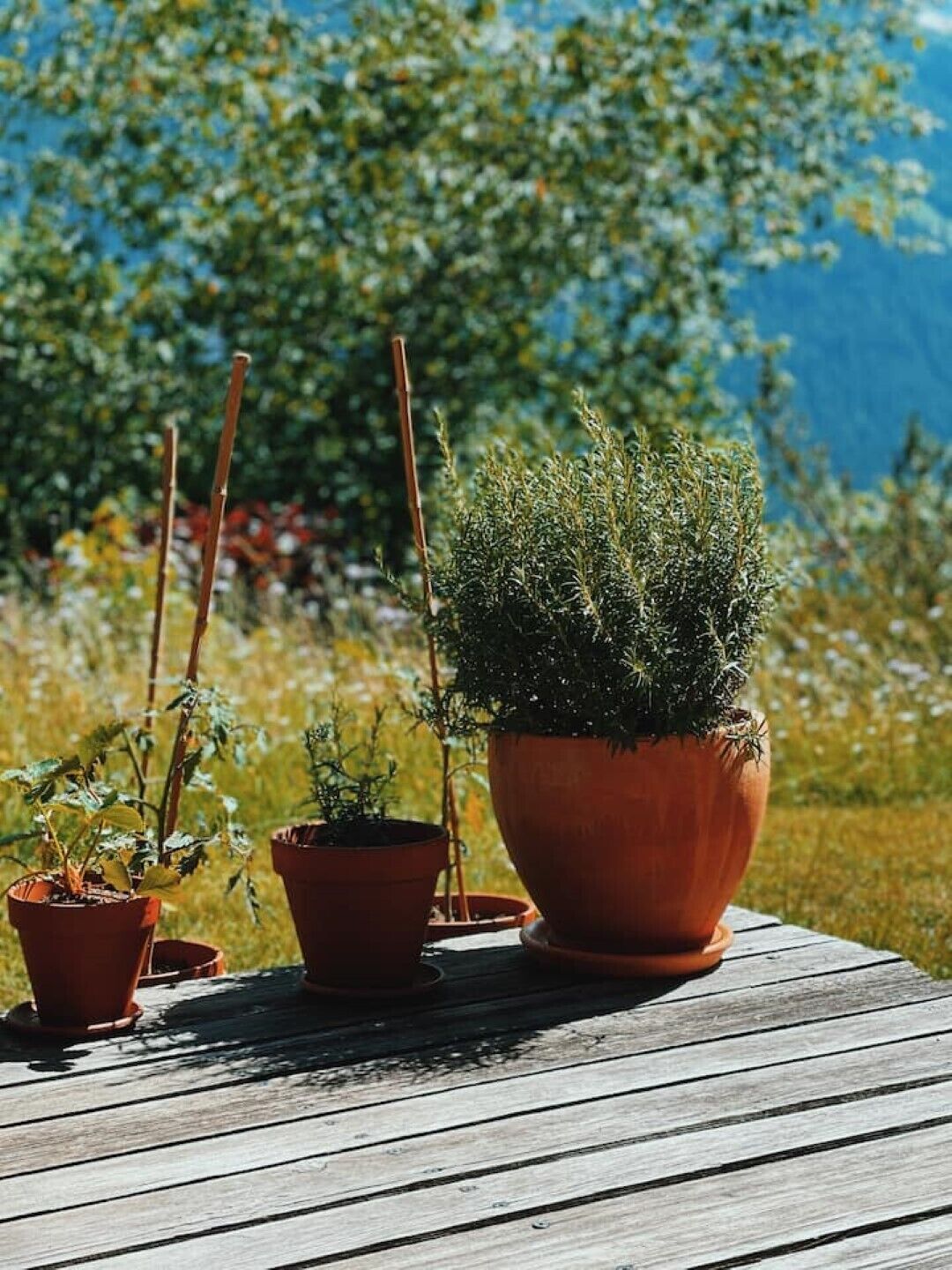 Une terrasse en bois agrémentée de plantes en pot, dont un grand pot en terre cuite et des pots plus petits, le tout mis en valeur par un décor de verdure et un ciel dégagé.