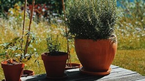 A wooden deck with potted plants, including a large terracotta pot and smaller pots, set against a backdrop of greenery and a clear sky. - Alpine Escape - Iconic Views & Timeless Design (Grindelwald)