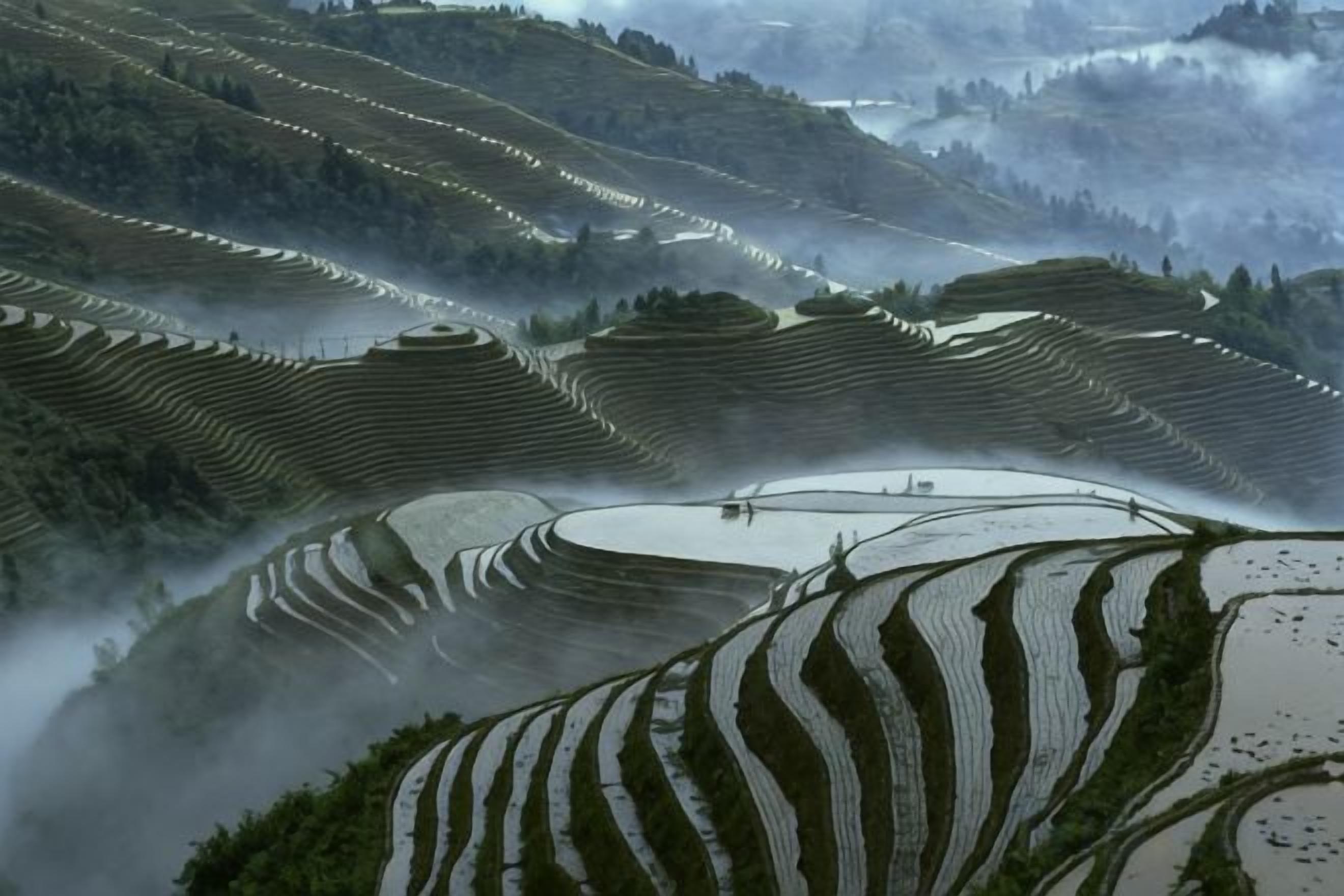 Terraced rice fields with a small water body in the center.