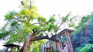 Un edificio de estilo arquitectónico tradicional, rodeado de abundante vegetación y árboles.