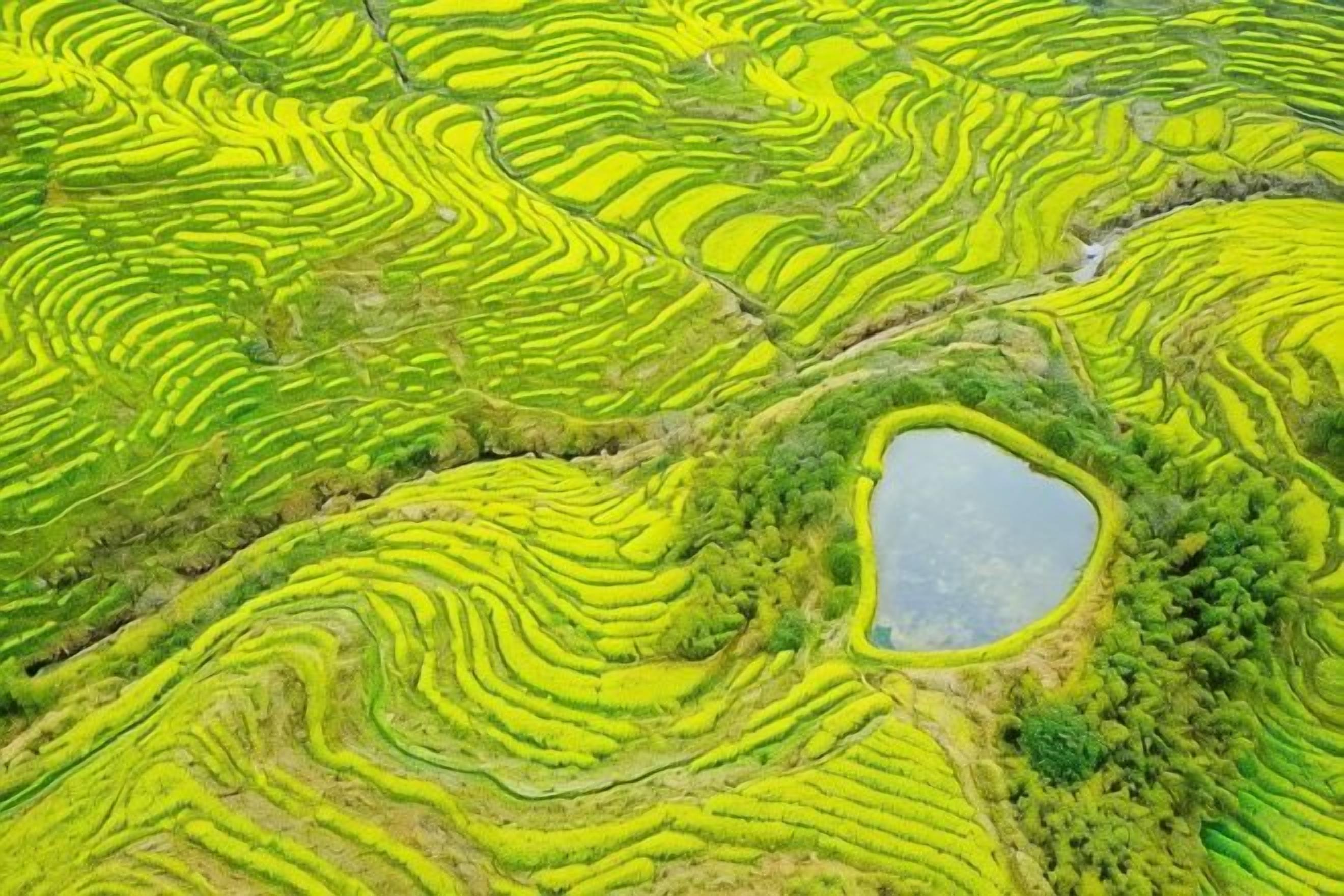 Terrasses agricoles avec un plan d’eau.