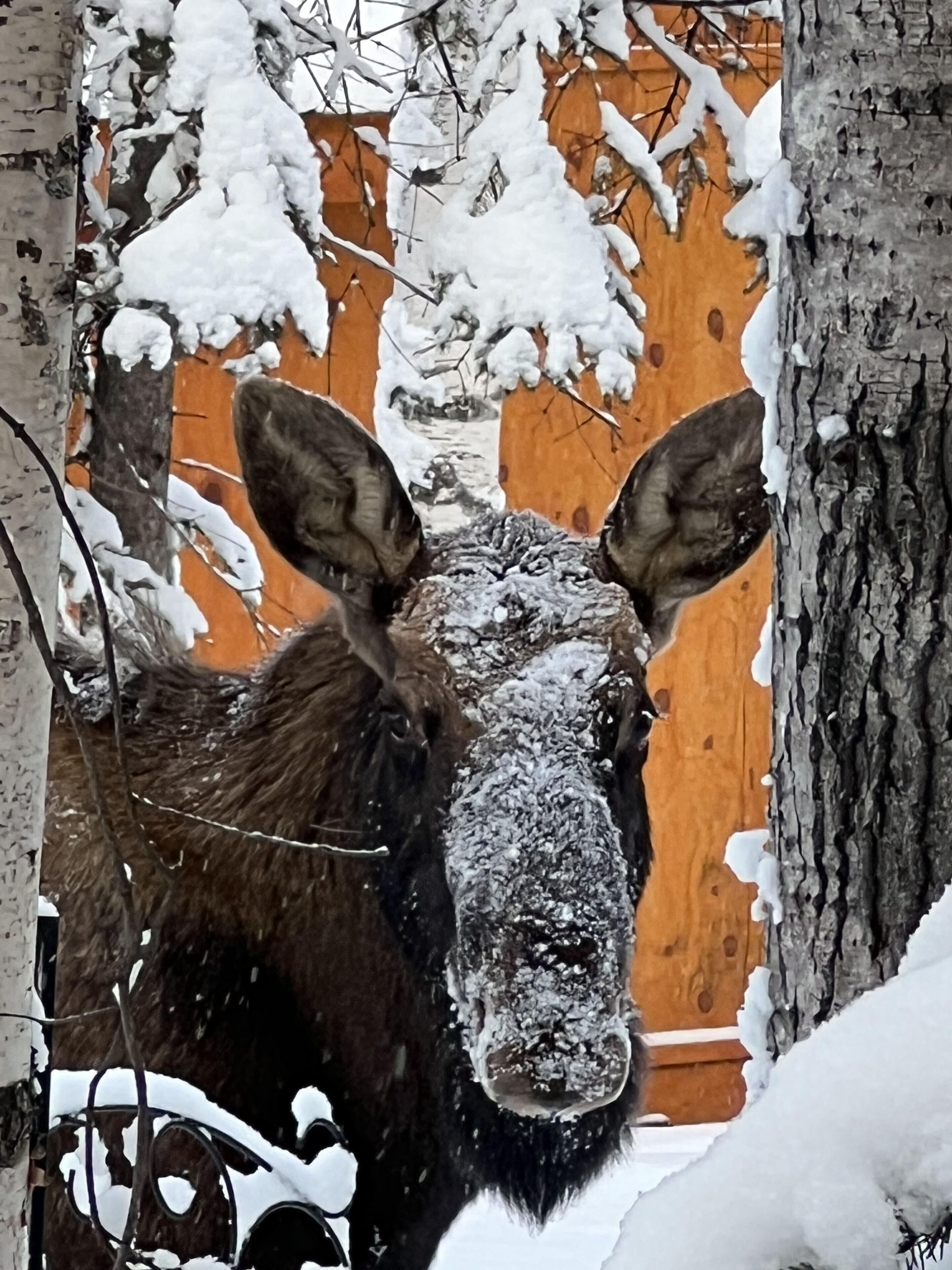 A moose in a snowy forest with a wooden structure in the background.