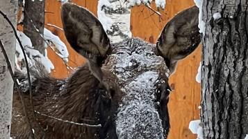 A moose in a snowy forest with a wooden structure in the background.