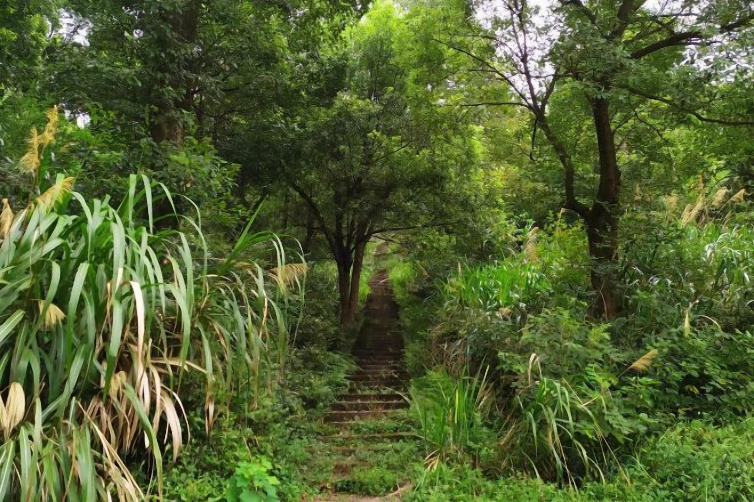 Escadaria de madeira cercada por vegetação densa.
