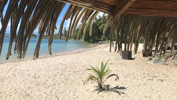Uma praia com uma estrutura de madeira sobre a areia, palmeiras e uma pequena planta em primeiro plano.