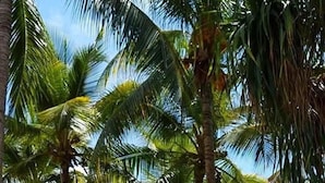 Fileira de palmeiras altas com céu azul ao fundo.