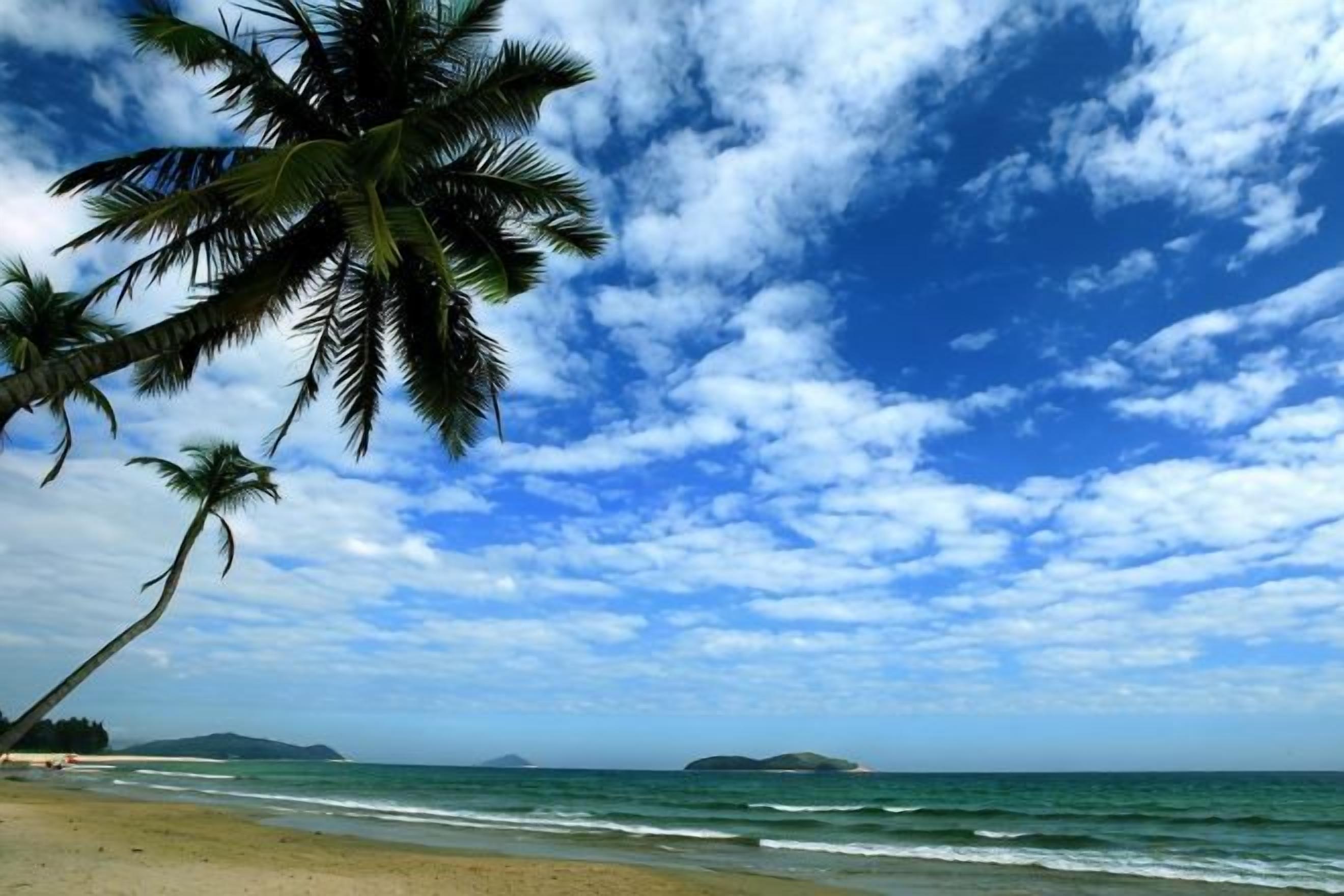 A beach with palm trees and the ocean.
