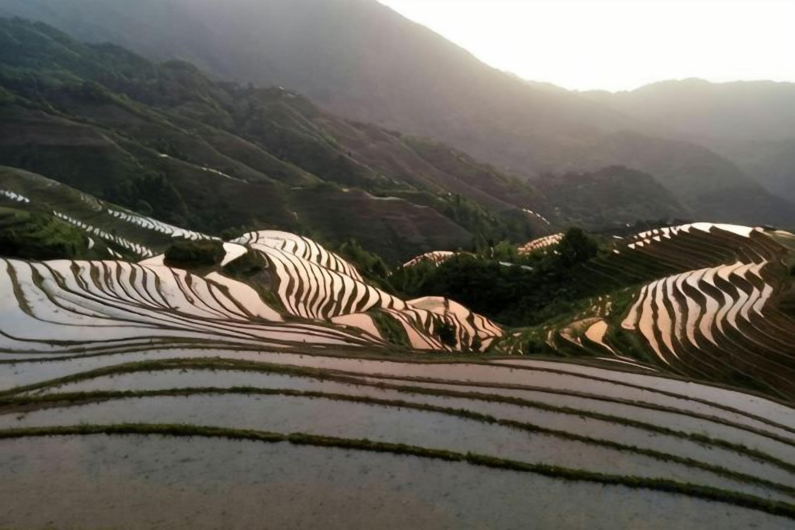 Terraced fields with a mountainous backdrop.