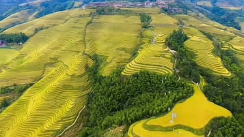 Terraced fields with a winding path.