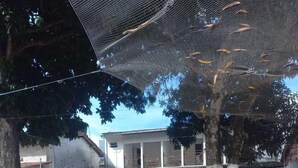 A paved driveway with a parked car, trees, and a building with a balcony in the background. - Pousada Pérola do Mar (Tamandaré)