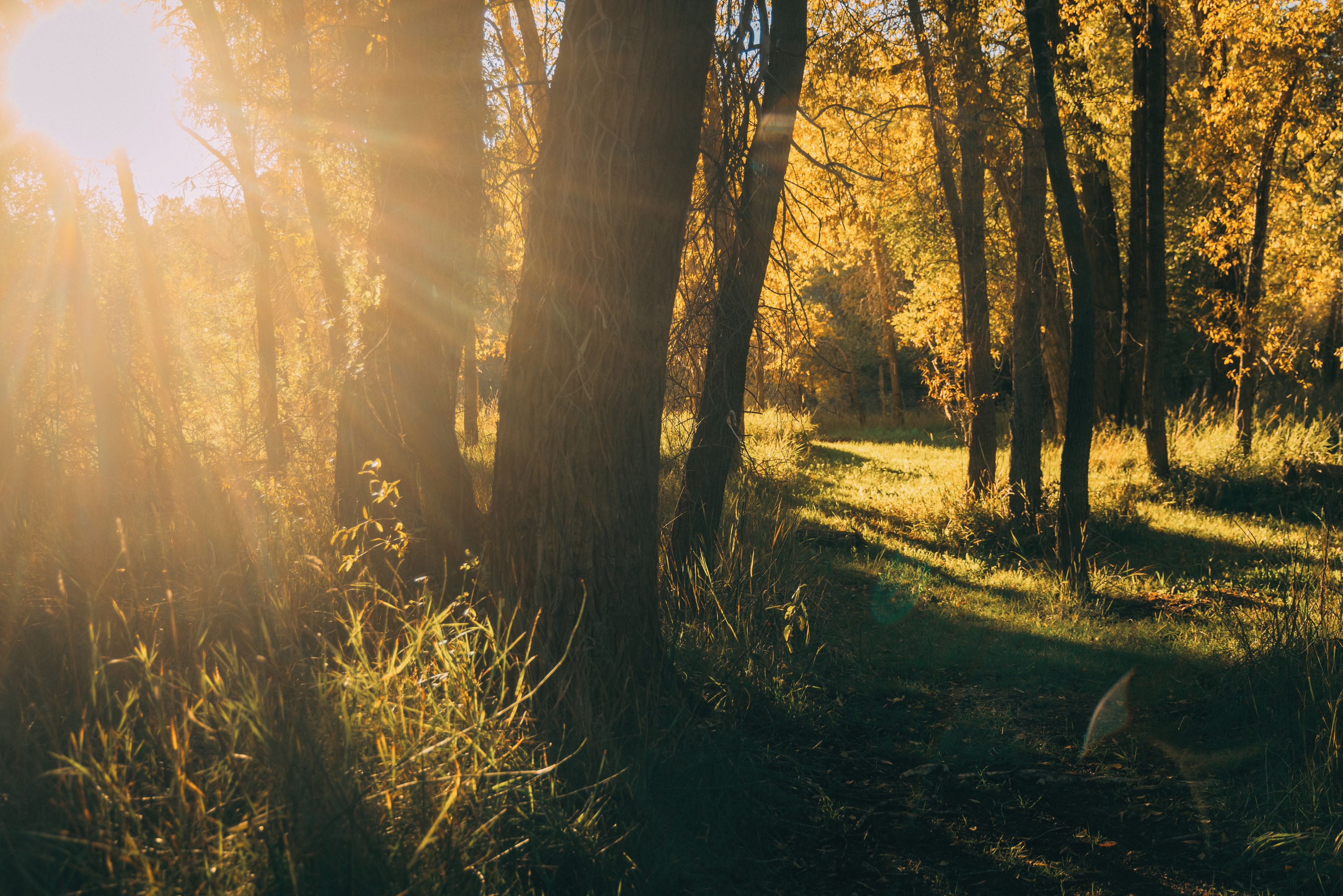 A forest scene with sunlight filtering through trees.