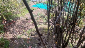 A garden area with trees and a blue tarp on the ground. - MAMA GREEN Eco Lodge l Permaculture Farm l Farm To Table (Urubamba)