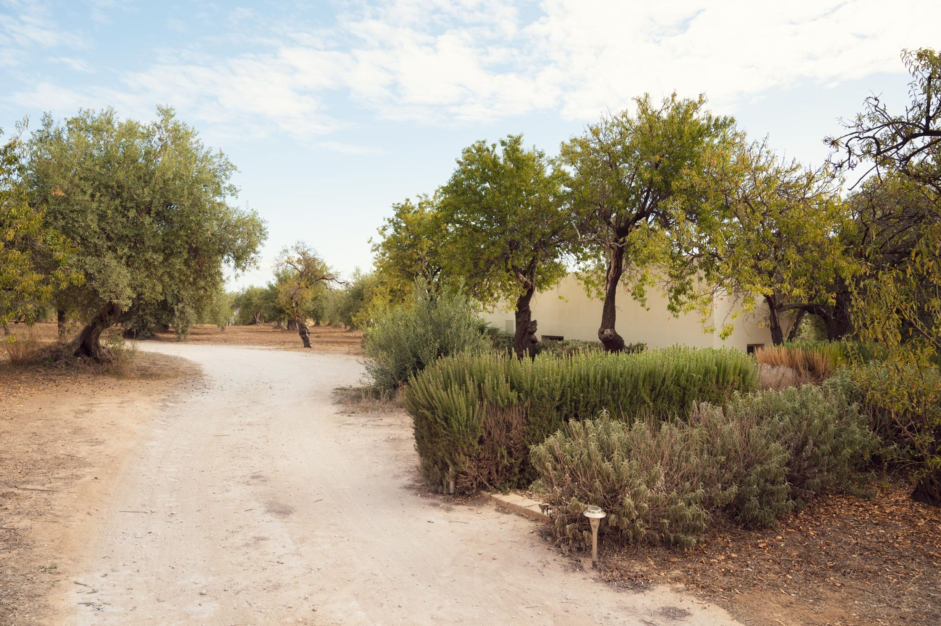 Un sentier de terre, bordé d’arbres et d’arbustes, qui mène à un bâtiment.
