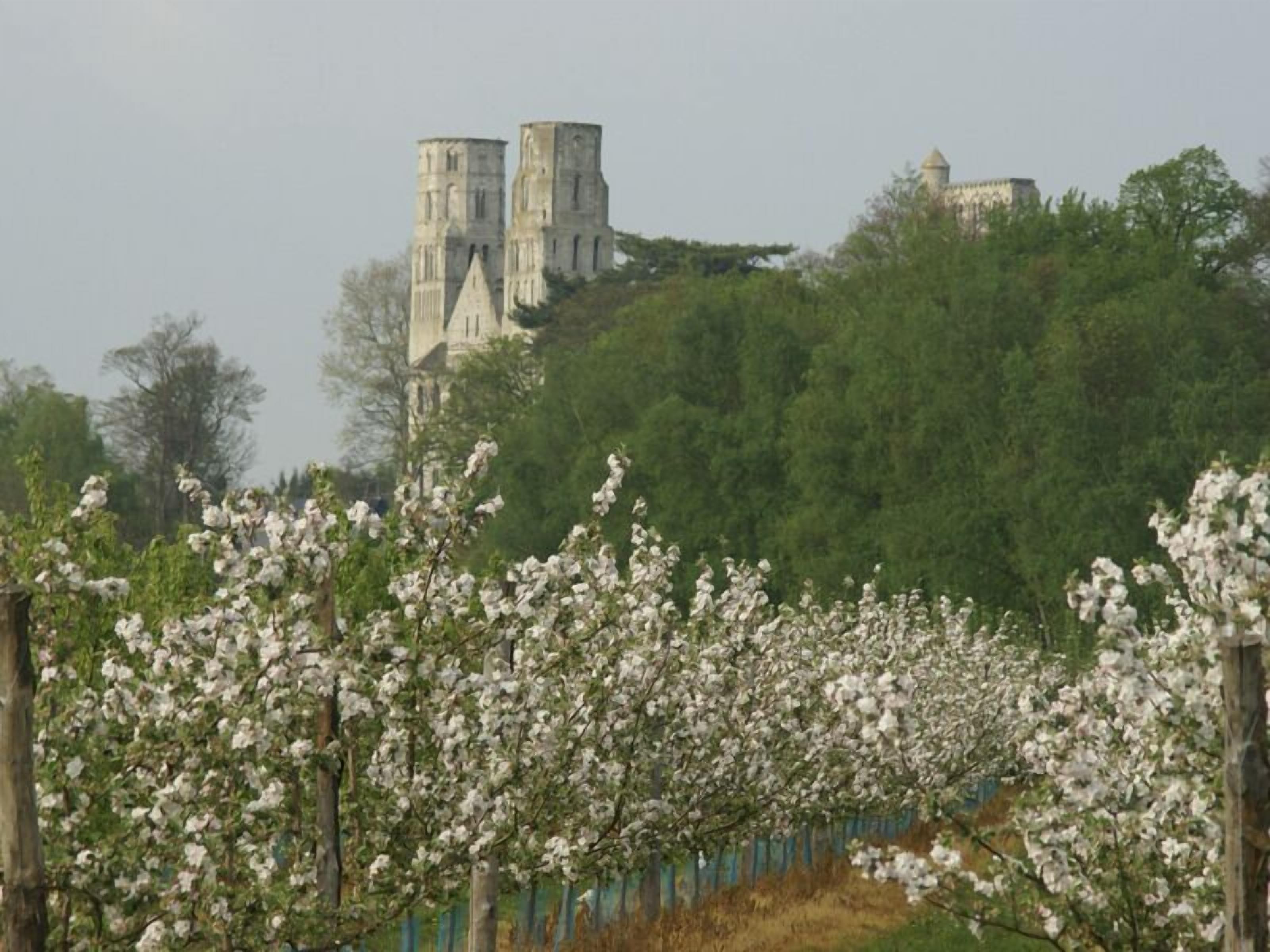 A vineyard with rows of flowering trees and a historic building with two towers in the background.