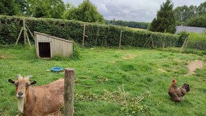 Entorno rural al aire libre con una cabra y gallinas, un cobertizo de madera y un área cercada.