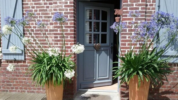 A brick building with a grey door and a heart-shaped handle. There are two large potted plants with white and purple flowers in front of the door.
