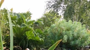 A serene pond surrounded by lush greenery and various plants.