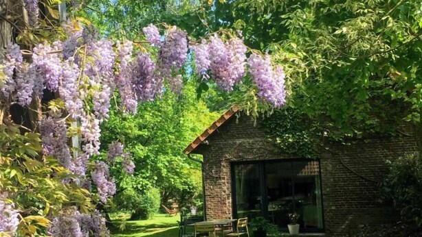 Un jardín con un edificio de ladrillo, césped y enredaderas de glicinia morada.