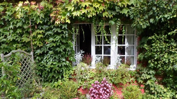 A garden with various plants and a white window. - La Cécilève - Riville (RIVILLE)