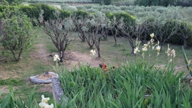A garden with various plants and flowers, a bird, and a path leading through the area. - House in Provence Verte (Cotignac)