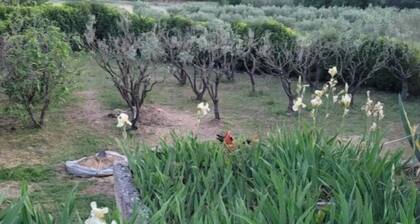 House in Provence Verte