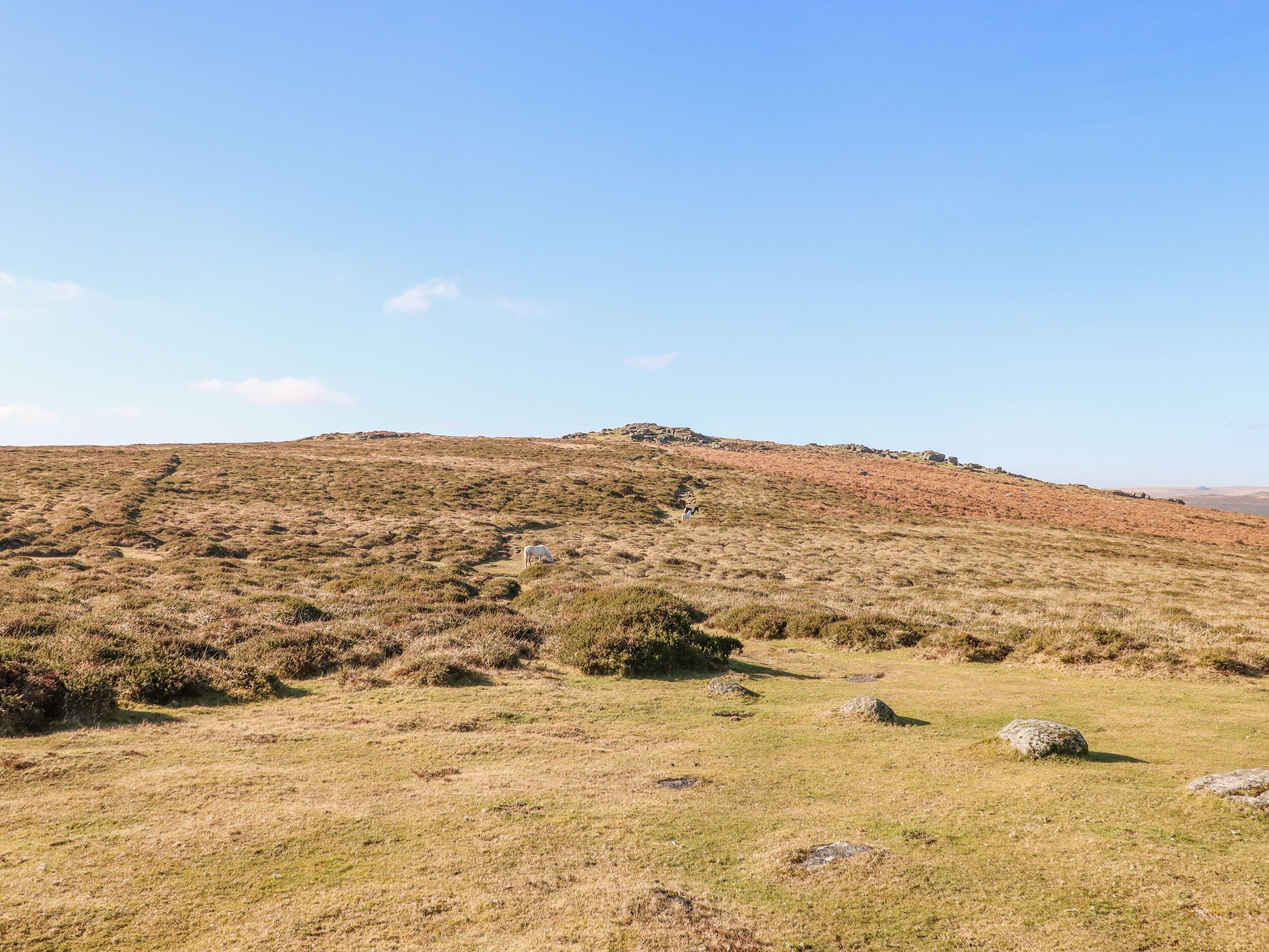 A grassy hill with sparse vegetation and a clear sky.