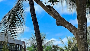 A modern outdoor area with a wooden deck, a staircase, and lush greenery including palm trees and various plants. - Hamares Boutique Hotel (Fernando de Noronha)