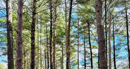 Wilderness Escape: Entire Adirondack Campground