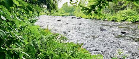 Un río que atraviesa una zona boscosa con helechos y árboles.