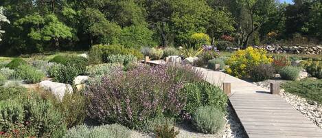 Een tuin met een houten pad, omringd door diverse planten en bloemen.