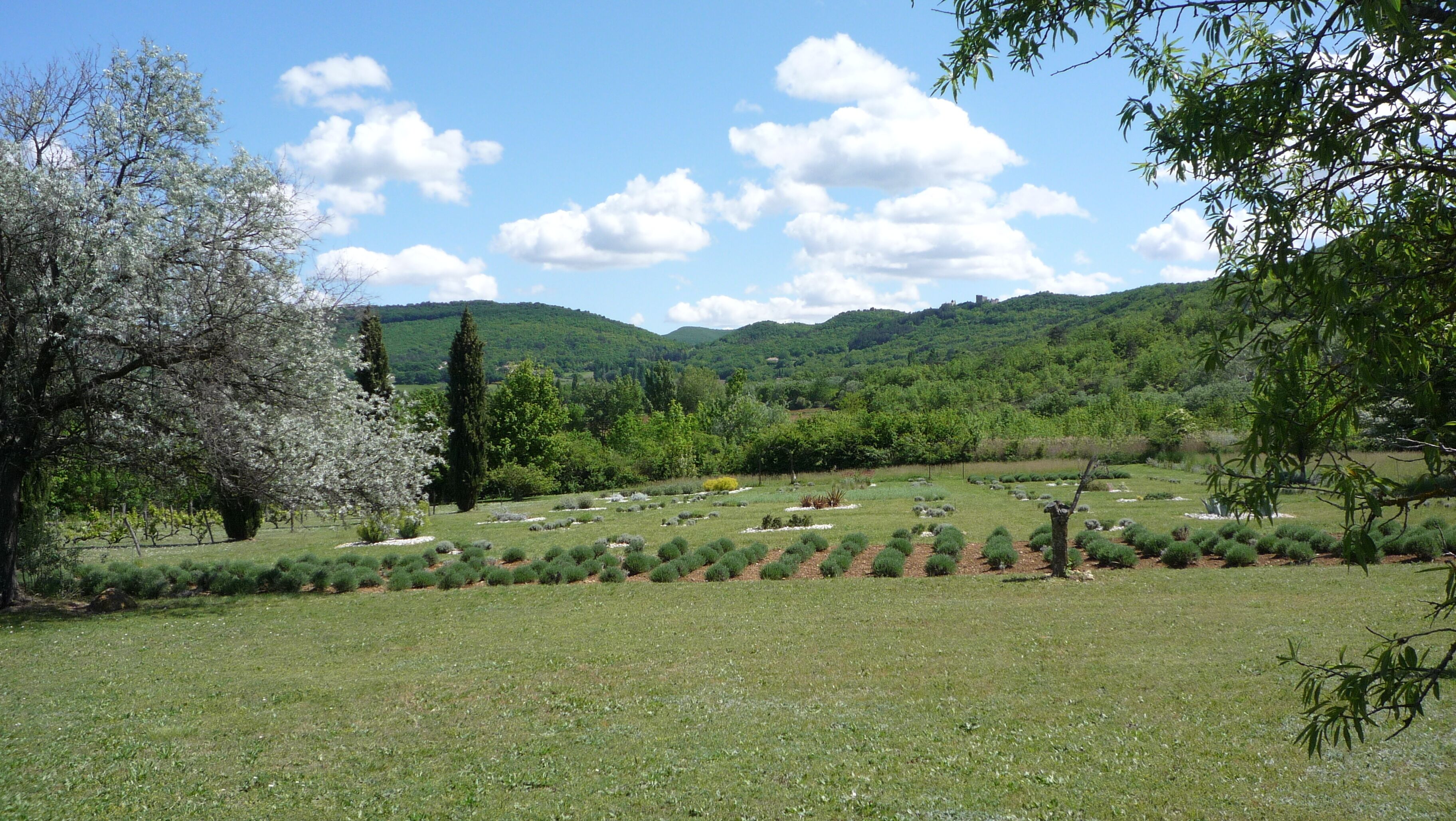 A lush green landscape with a variety of trees and shrubs, a clear sky, and rolling hills in the background.
