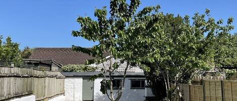 A backyard with a tree, a white house, and a wooden fence.