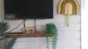 A room with a mounted TV, a shelf with decorative items, a hanging plant, and a bench. - Les parasols de madinina - Palm tree at the bungalow (Gros-Morne)
