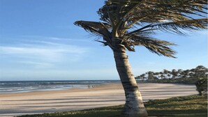 A beach with a palm tree and ocean view.