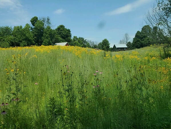 Terrein van de accommodatie